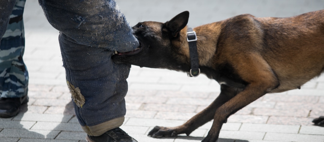 Some Common Facts About Dog Bite Law In Illinois